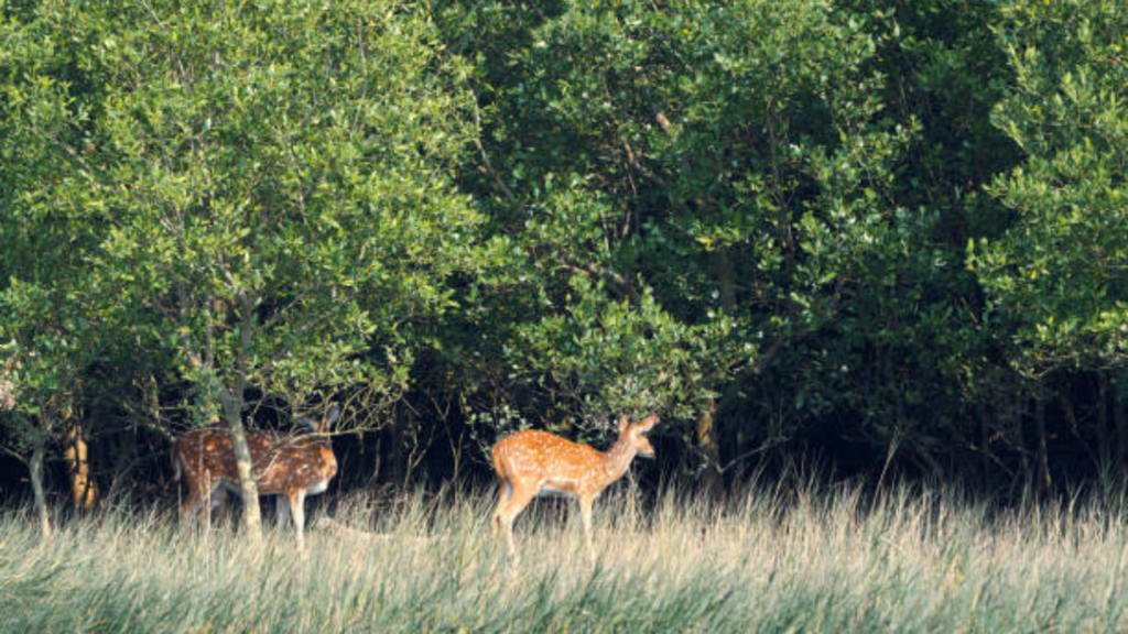 Wildlife Santuary
