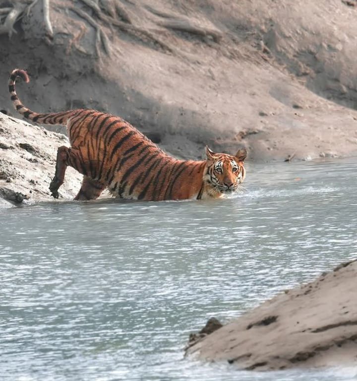 Sundarban with Family & Kids: Safety Tips, Resort Facilities and Best Itinerary